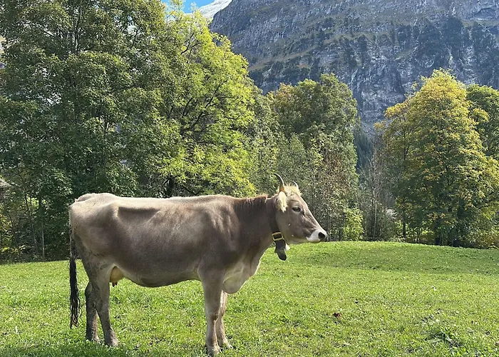 Lejlighed Wieseli By Interhome Grindelwald