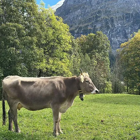 Lägenhet Wieseli By Interhome Grindelwald